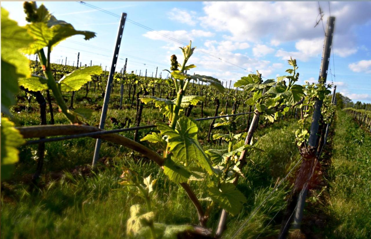 Ferienhaus & Weingut Am Steingebiss Billigheim-Ingenheim Esterno foto